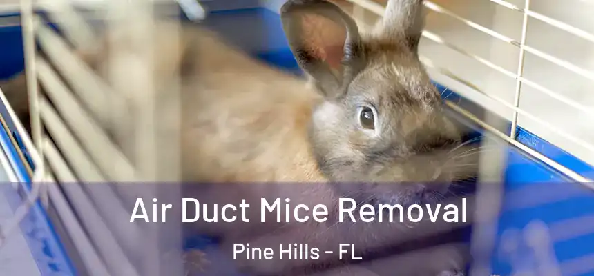 Air Duct Mice Removal Pine Hills - FL